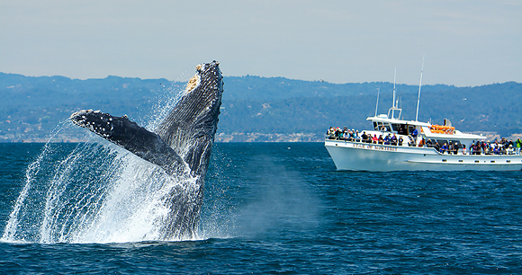 West Coast Whale Watching Expedition